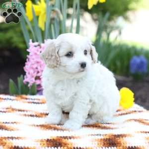 Duke, Cavachon Puppy